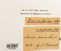 Media resource of Dicranum flagellare