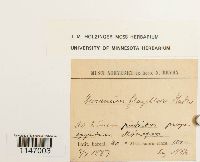 Dicranum flagellare image