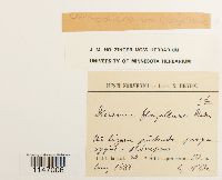 Dicranum flagellare image