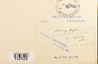 Dicranum flagellare image