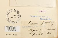 Dicranum flagellare image