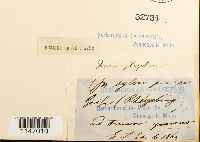 Dicranum flagellare image