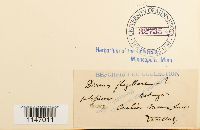 Dicranum flagellare image