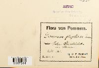 Dicranum flagellare image