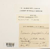 Dicranum fragilifolium image