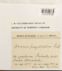 Dicranum fragilifolium image