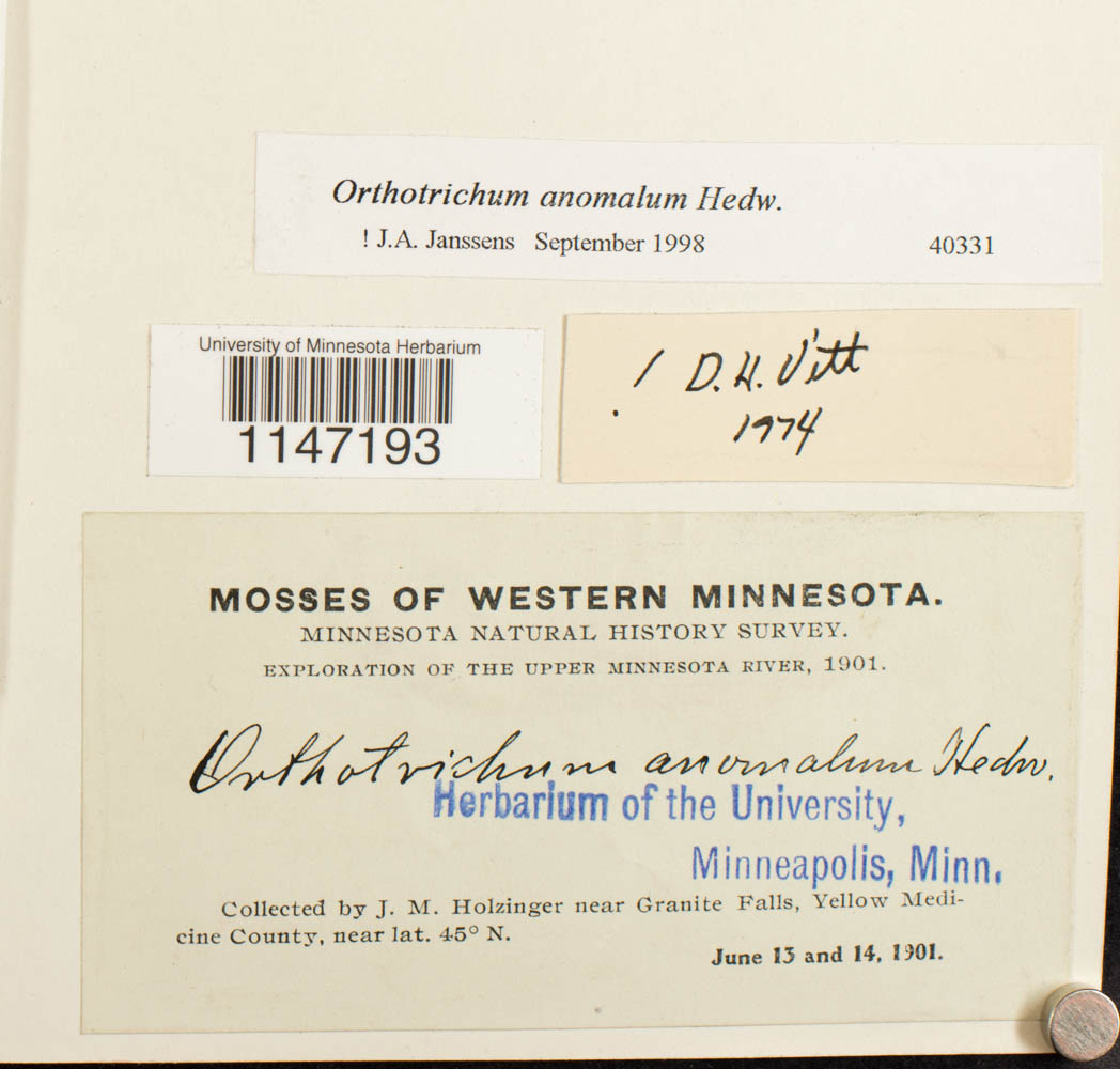 Orthotrichum anomalum image