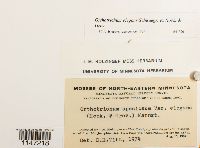 Orthotrichum speciosum var. elegans image