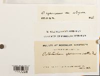 Orthotrichum speciosum var. elegans image