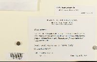 Orthotrichum pumilum image