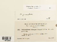 Orthotrichum pumilum image