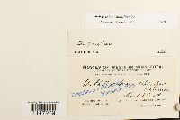 Orthotrichum pumilum image