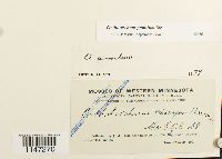 Orthotrichum pumilum image