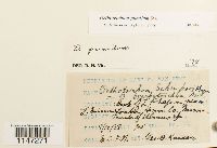 Orthotrichum pumilum image