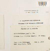 Orthotrichum pumilum image