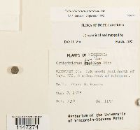 Orthotrichum pumilum image