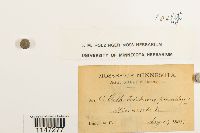 Orthotrichum pumilum image