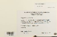 Orthotrichum pumilum image