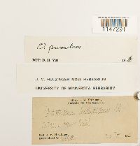 Orthotrichum pumilum image