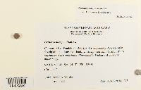 Orthotrichum pumilum image