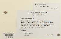 Orthotrichum pumilum image