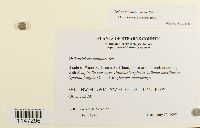 Orthotrichum pumilum image