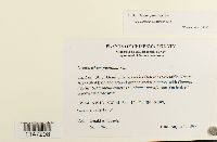 Orthotrichum pumilum image