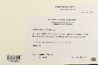 Orthotrichum pumilum image