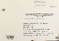 Orthotrichum pumilum image