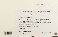 Orthotrichum pumilum image