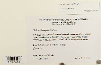 Orthotrichum pumilum image