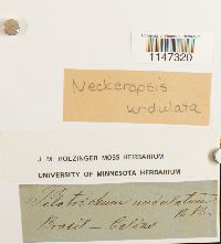 Neckeropsis undulata image