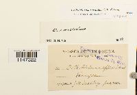 Orthotrichum sordidum image