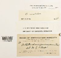 Orthotrichum sordidum image