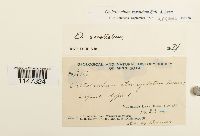 Orthotrichum sordidum image