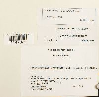 Orthotrichum sordidum image
