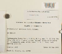 Orthotrichum sordidum image