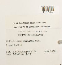 Orthotrichum sordidum image