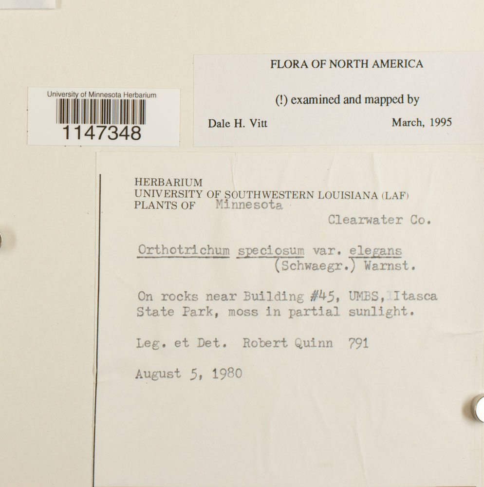 Orthotrichum speciosum var. elegans image