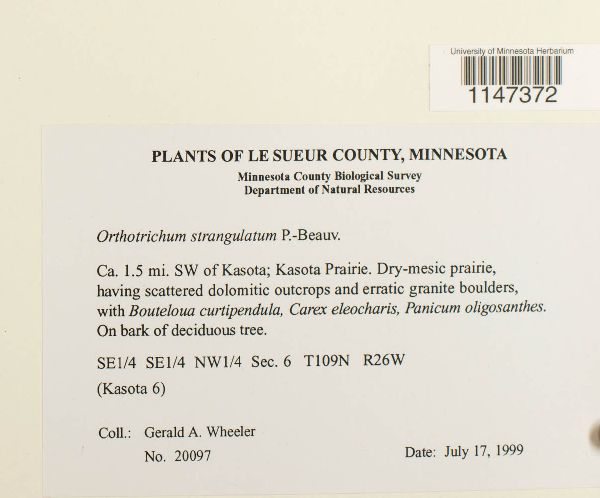 Orthotrichum strangulatum image