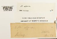 Orthotrichum affine image