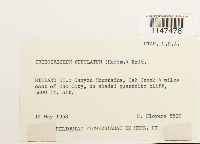 Orthotrichum cupulatum image