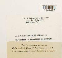 Orthotrichum cupulatum image