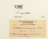 Orthotrichum cupulatum image