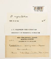 Orthotrichum cupulatum image