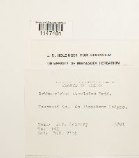 Orthotrichum cupulatum image