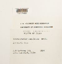 Orthotrichum cupulatum image