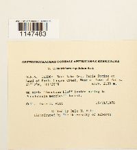 Orthotrichum cupulatum image