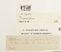 Orthotrichum lyellii image