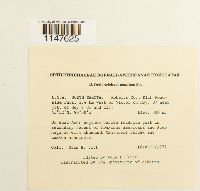 Orthotrichum pumilum image